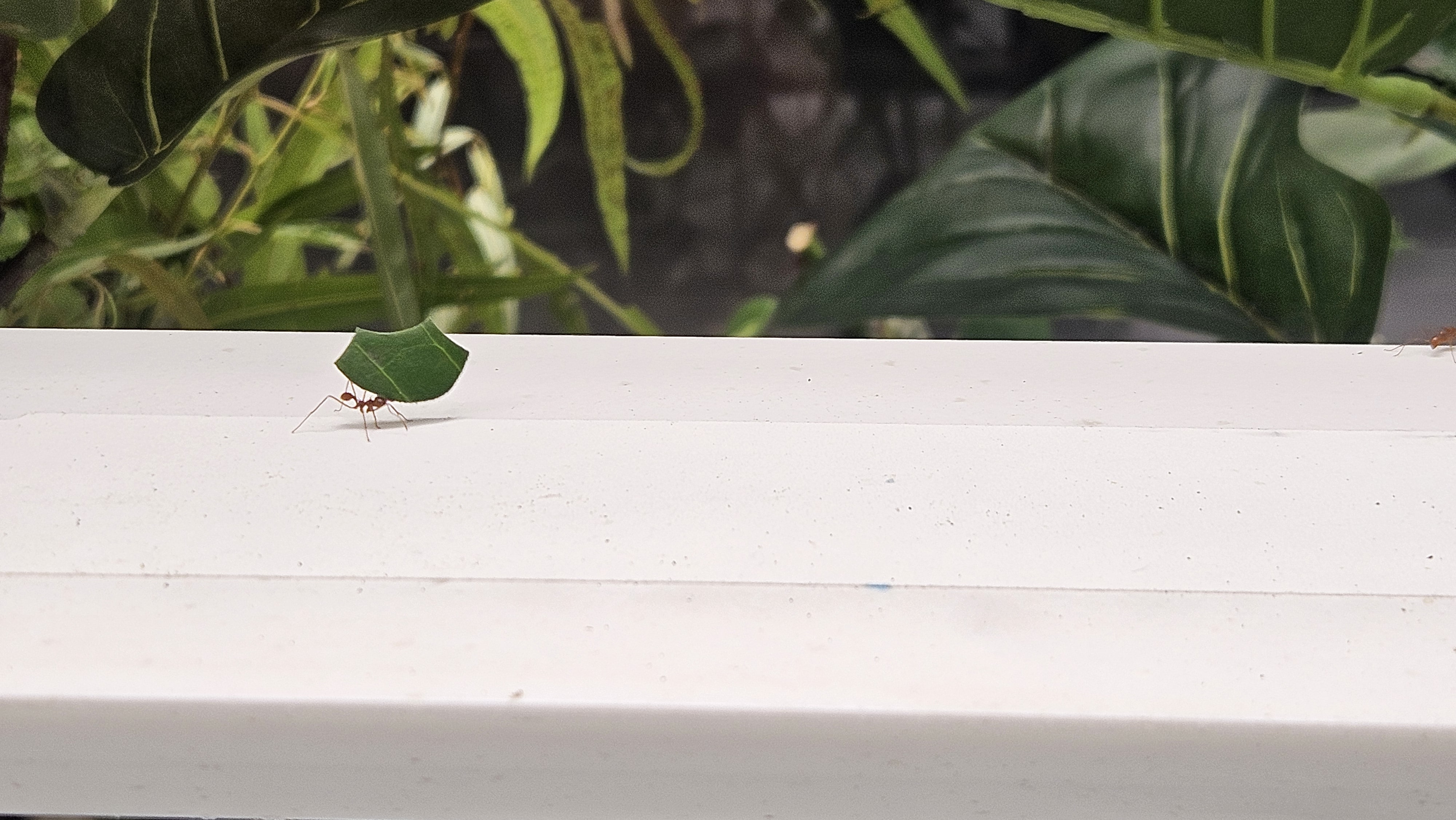 Leafcutter ant walking with a piece of leaf.